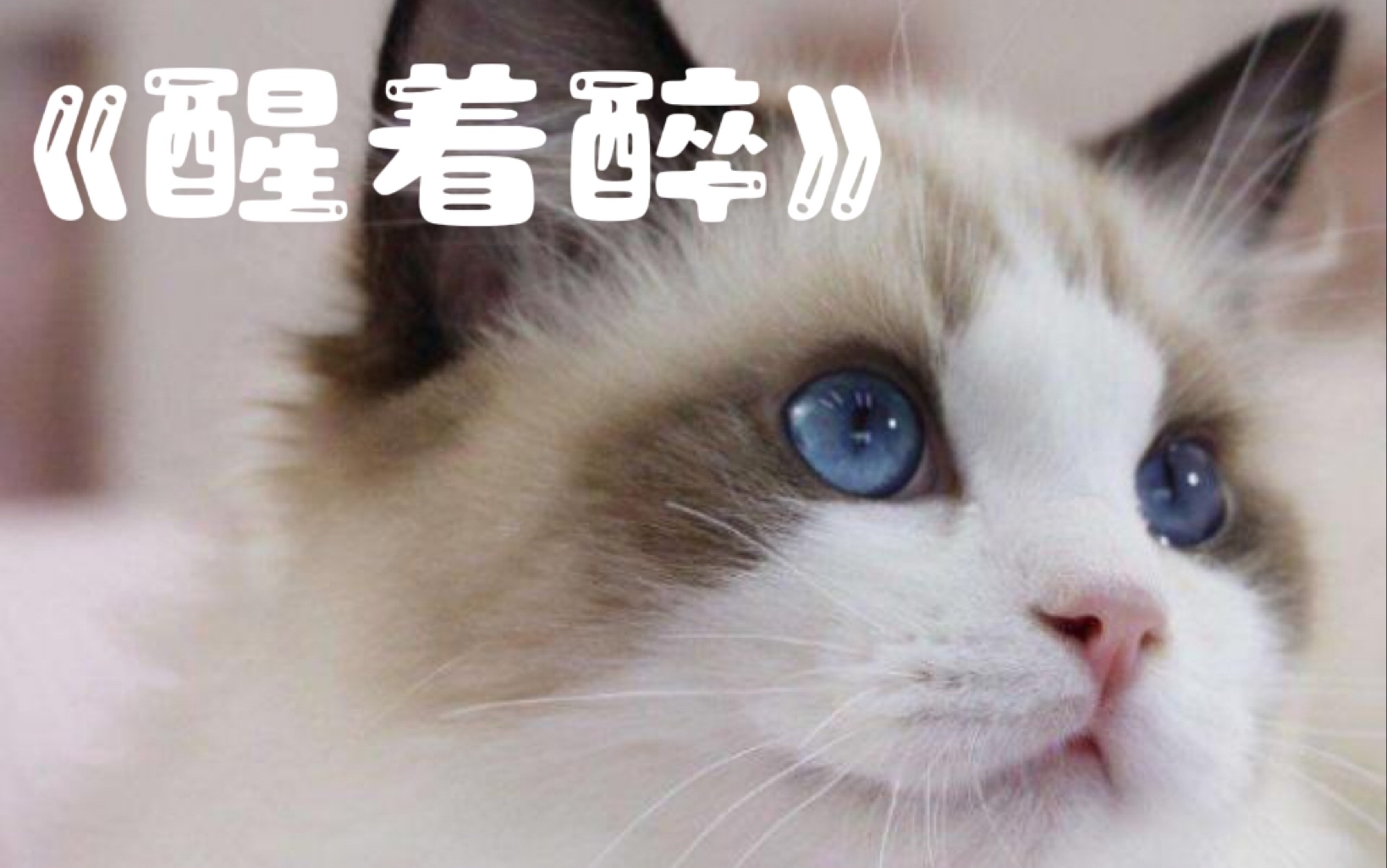 【猫猫的弹唱|《醒着醉》】