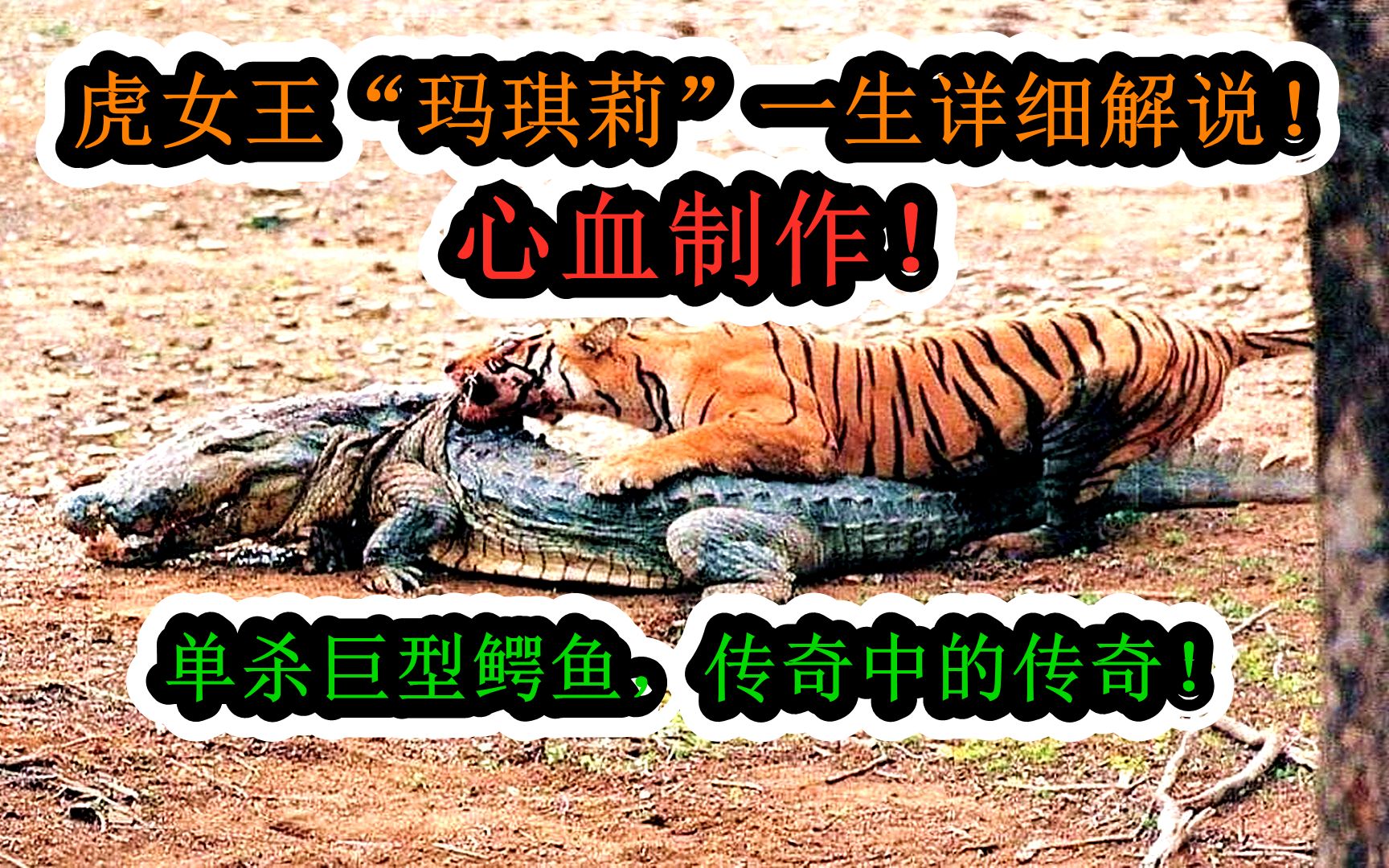 虎王"玛琪莉",单杀4米鳄鱼!走位风骚,实力强大!