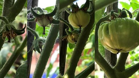 植物成长记 西红柿生长记录全过程 哔哩哔哩 Bilibili 植物成长记 西红柿生长记录全过程 哔哩哔哩 Bilibili