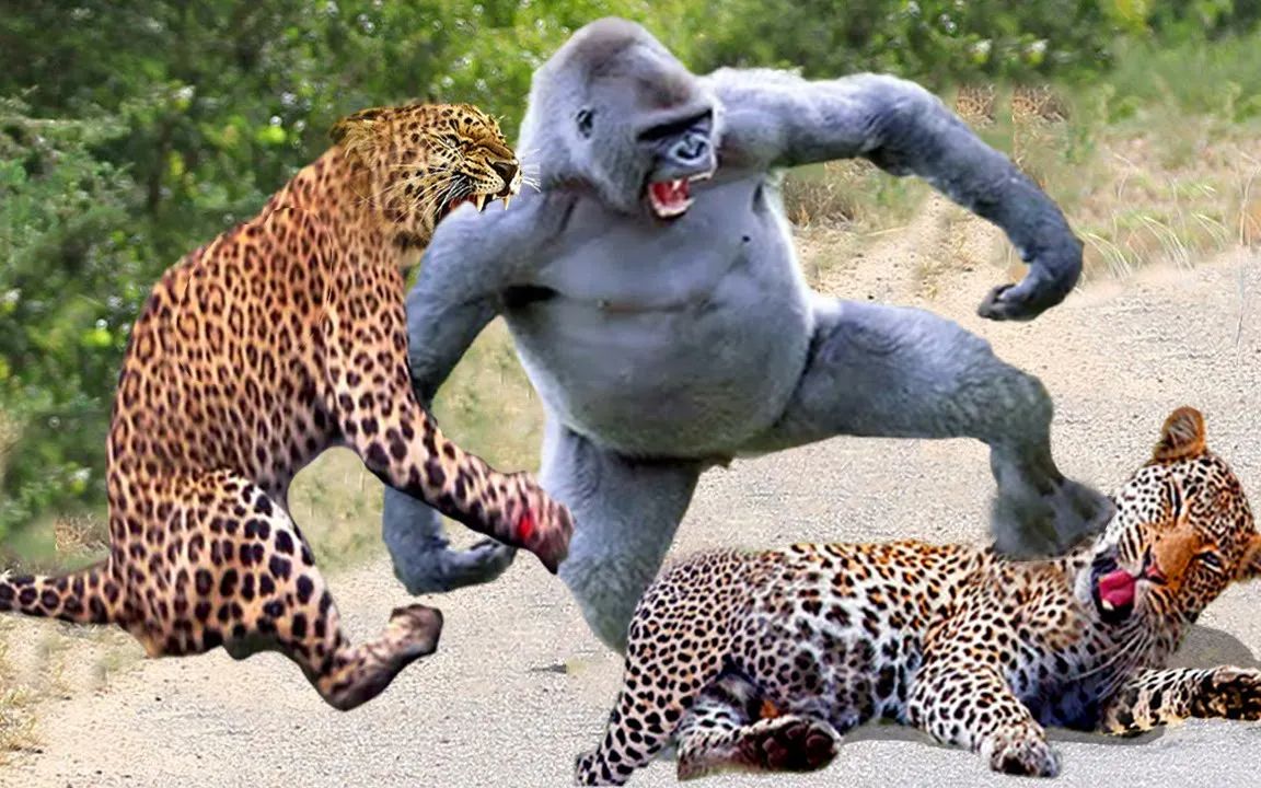 难以置信!愤怒的母狒狒疯狂攻击豹子为她的幼崽报仇