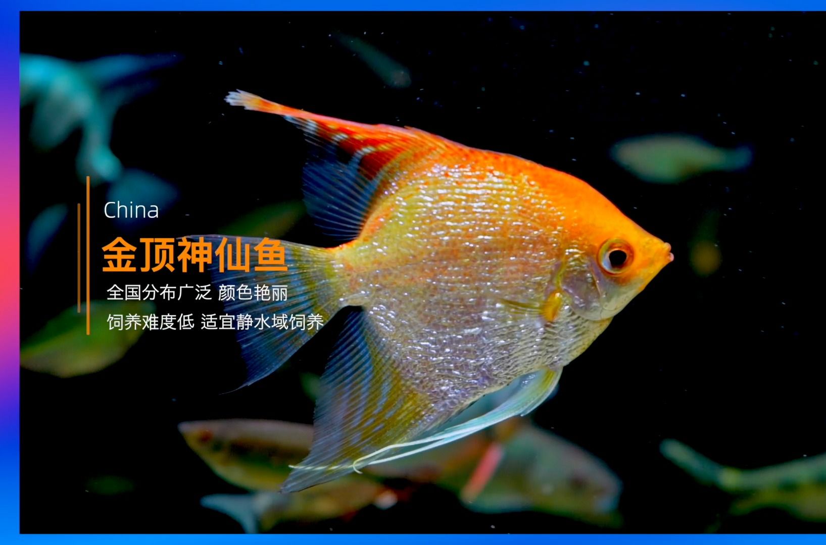 《7秒识鱼》之金顶神仙鱼