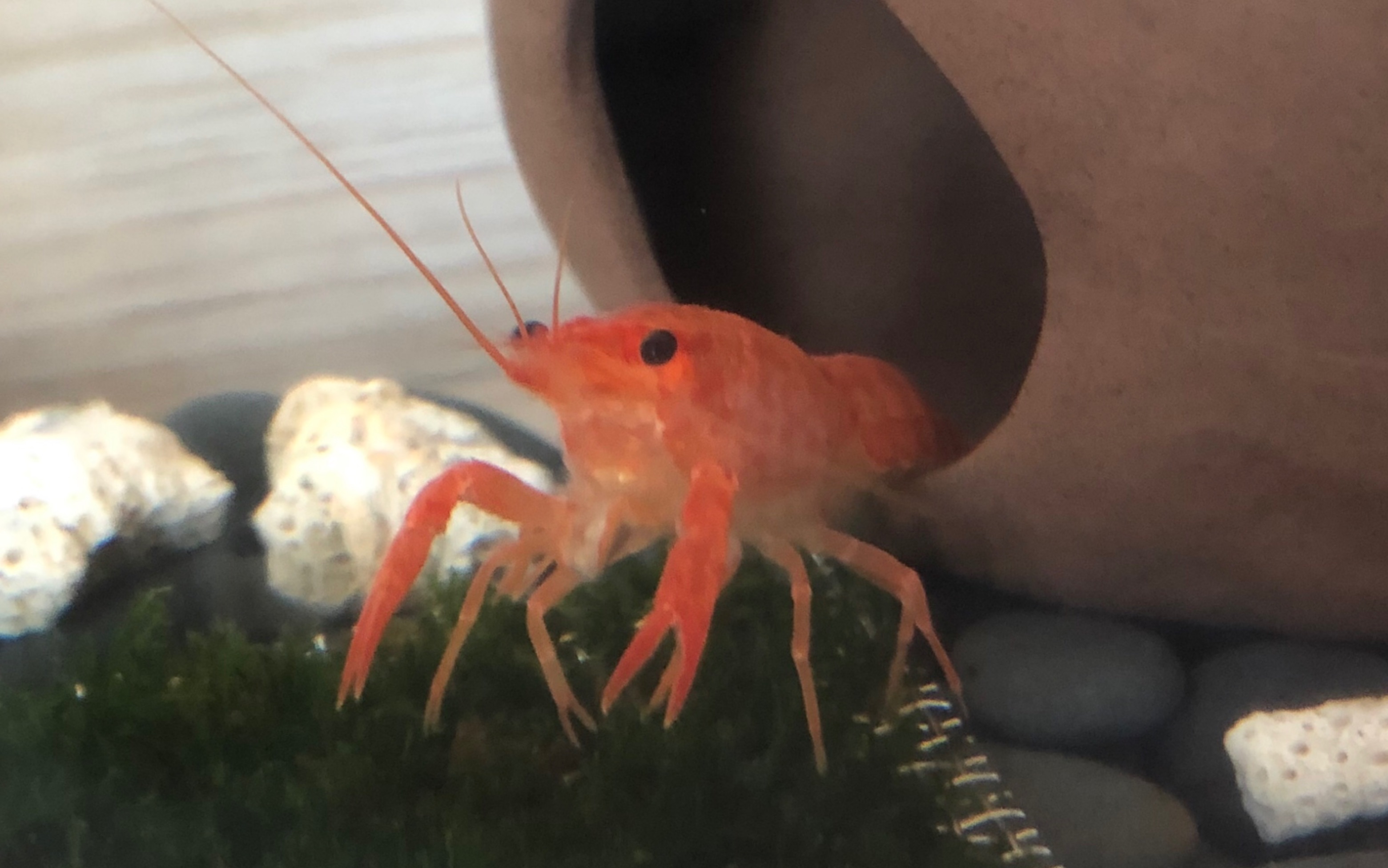 活动作品鳌虾三小强橘鳌第一次脱壳啦