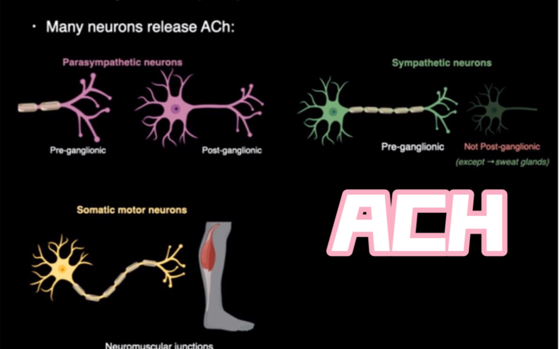 【搬运中英字幕】乙酰胆碱 Acetylcholine. ACh哔哩哔哩bilibili