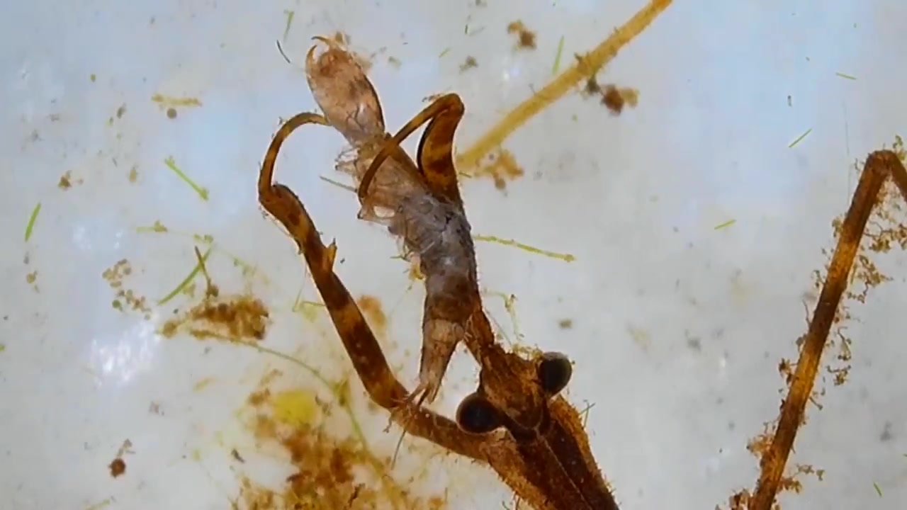 【youtube】水螳螂捕食龙虱幼虫和潜蝽