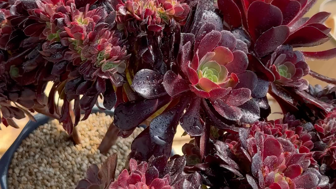 欧版紫羊绒缀化老桩