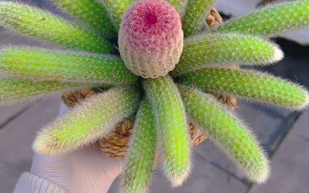 九尾狐#九尾狐#一花一草一世界#仙人球#多肉#养肉肉