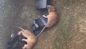 这老鼠抓得太爽了吧！