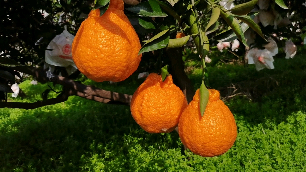 [嘟嘟开心果园]不知火红了