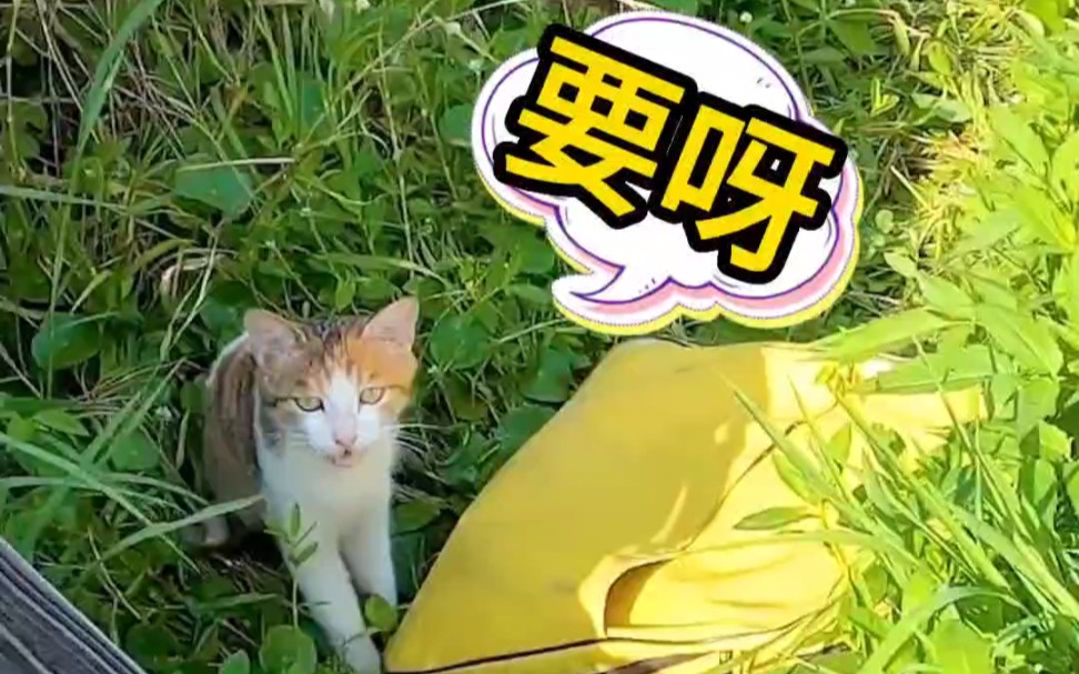 [图]钓鱼遇到小猫咪讨食是种什么体验？