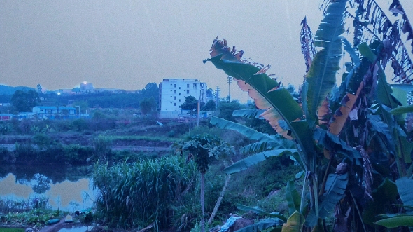 [图]落雨的芭蕉树