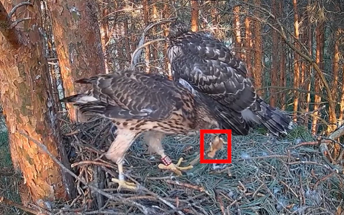 苍鹰妈妈带回一只刚破壳的雏鸟,还不够雏鹰塞牙缝