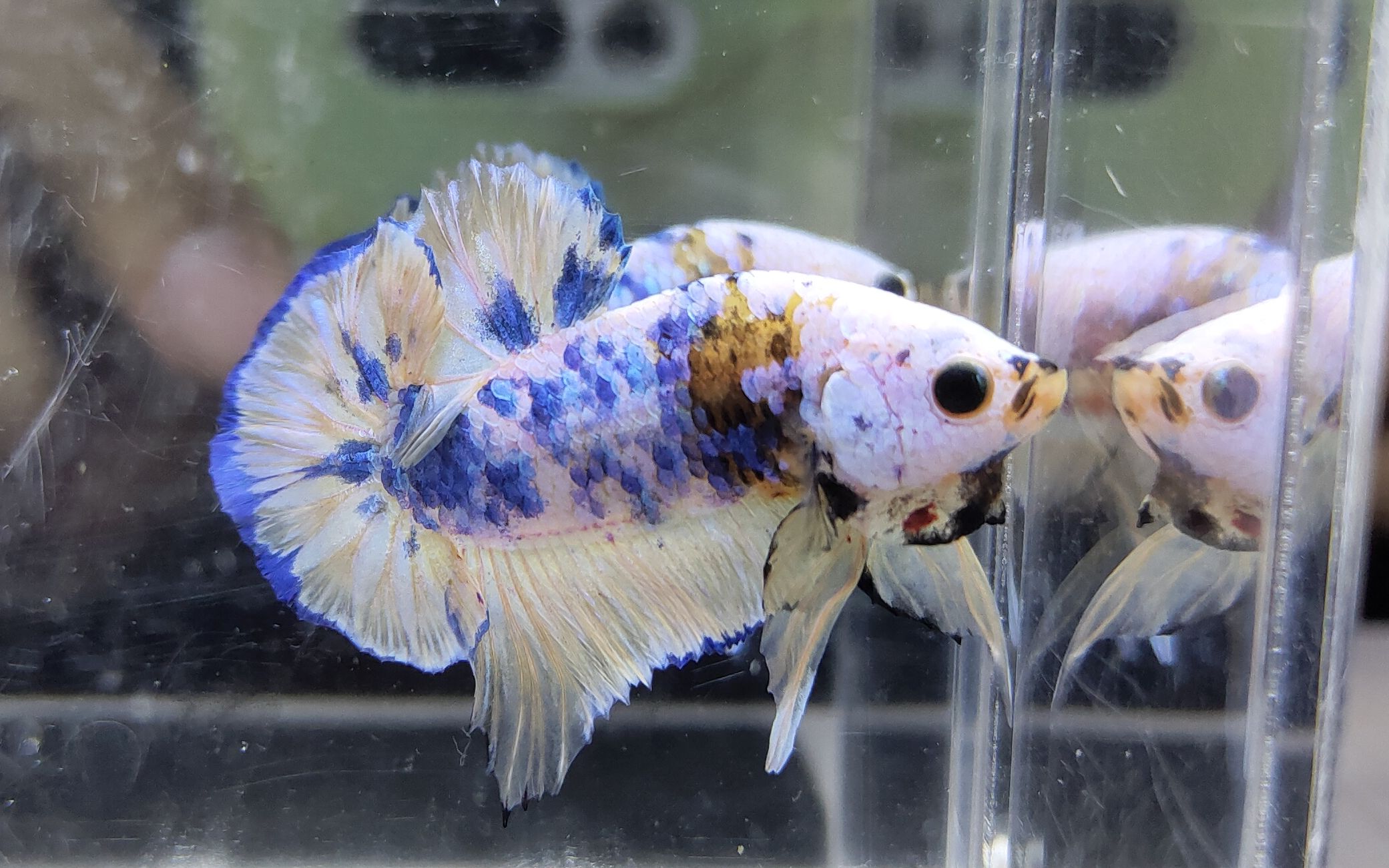 黄星河将军斗鱼_哔哩哔哩 (゜-゜)つロ 干杯~-bilibili