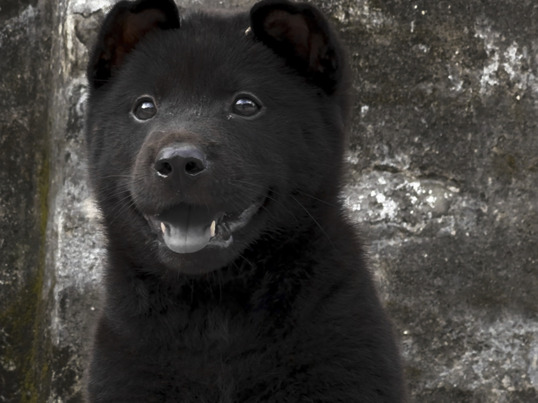 中华田园犬之五黑犬