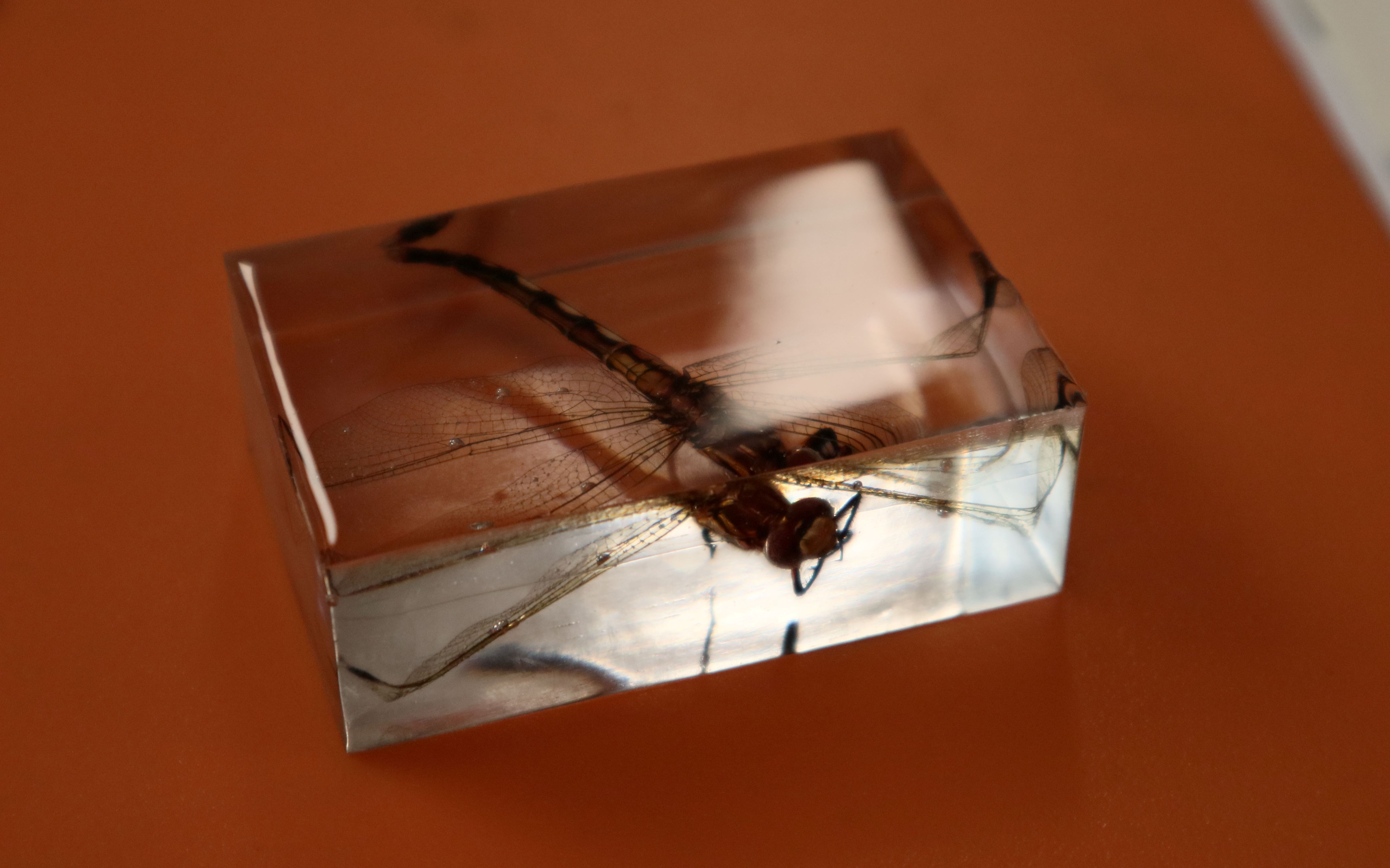 山顶洞人用环氧树脂做的高质量标本(见封面)