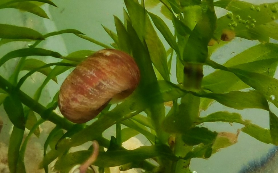 超可爱的小苹果螺!_哔哩哔哩 (゜-゜)つロ 干杯~-bilibili