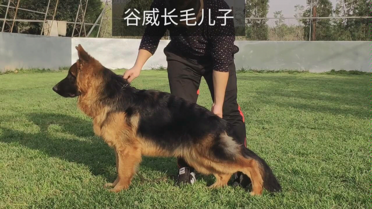长毛德牧:意大利狼王谷威的女儿
