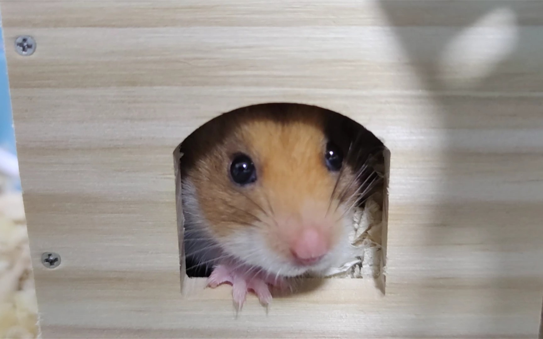 虎头熊吃菜_哔哩哔哩_bilibili