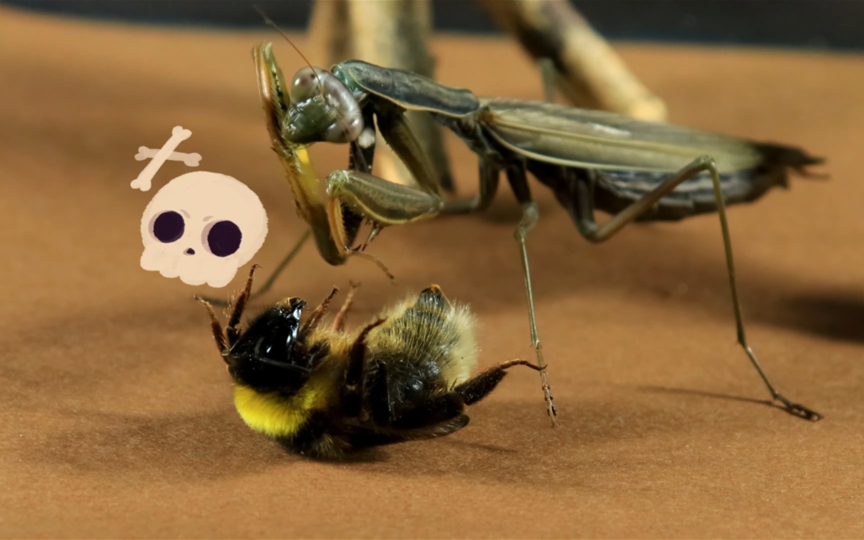 虫虫之间的战争3【高清】【4k】【昆虫系7215】