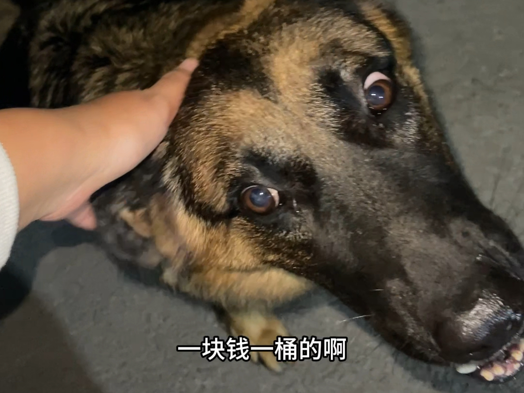 德牧这种狗谁研究的呢?真是天生的护卫犬哔哩哔哩bilibili