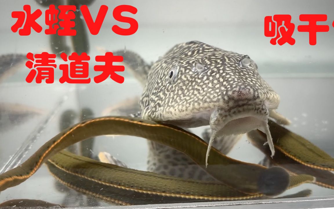 水蛭vs清道夫图片