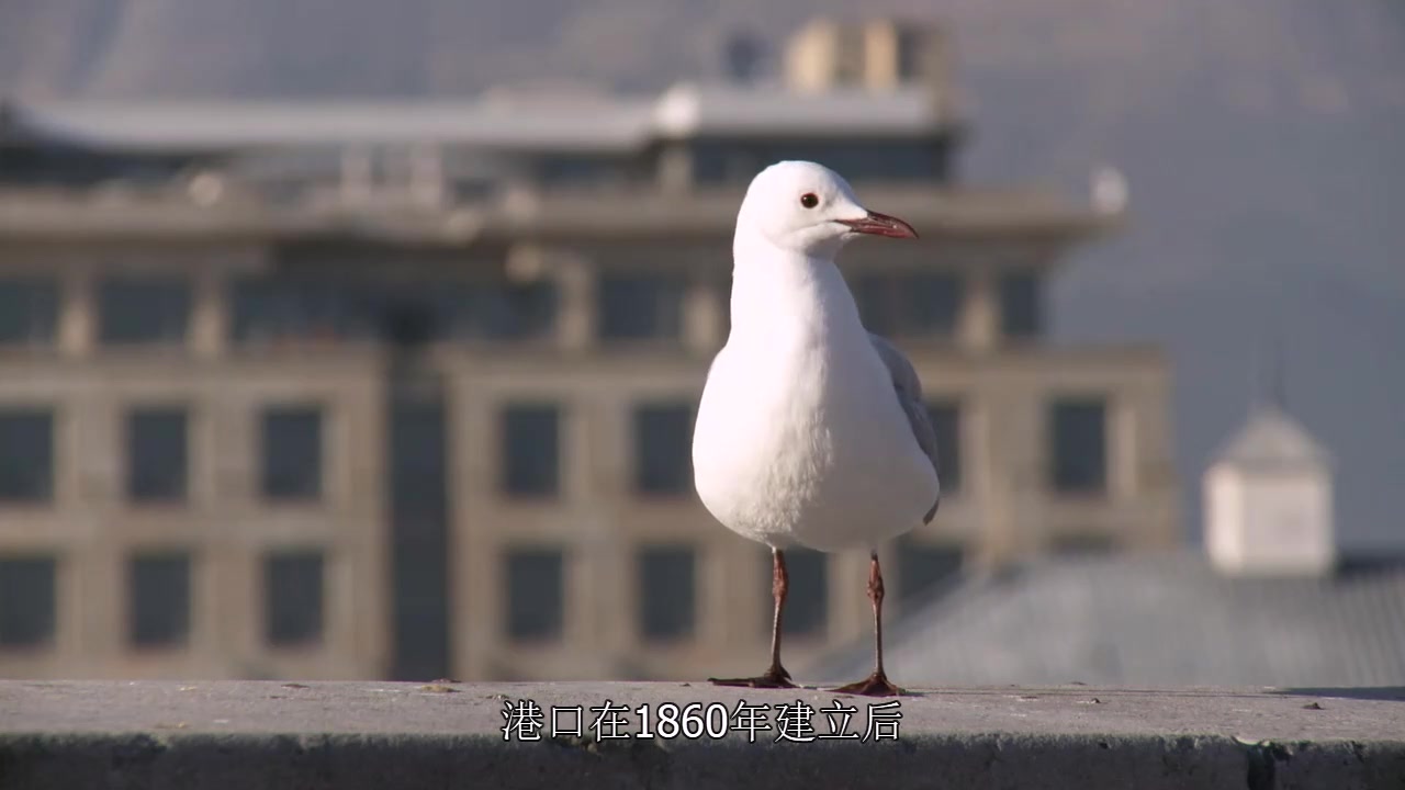 [图]生肉 中文字幕 S01E05 非洲 Africa《七大洲奇幻碧海 The Magic Of The Big Blue》