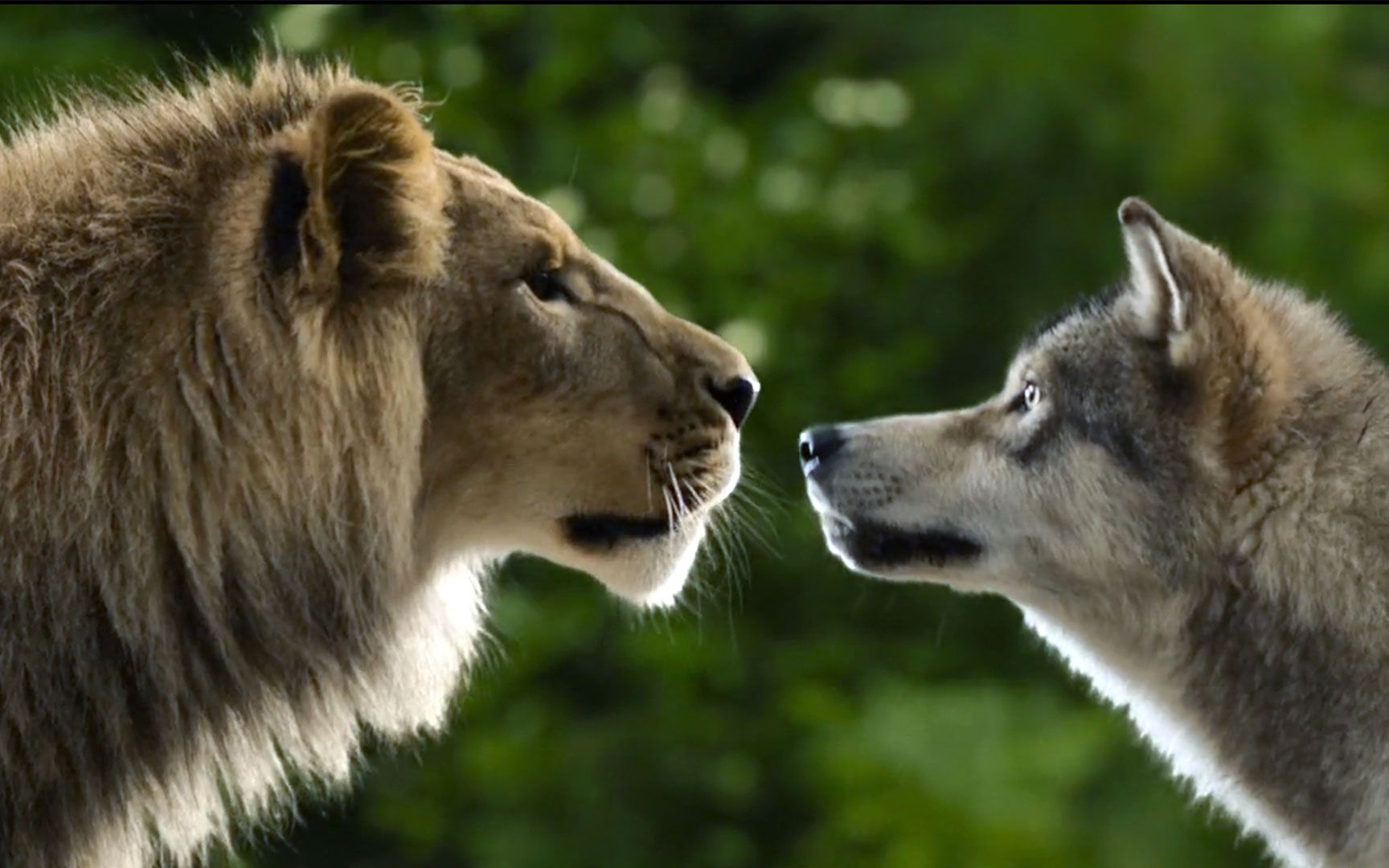 冒险片:万物皆有灵性 狼和狮子为找人类女孩 遭警察全城通缉 7分钟看