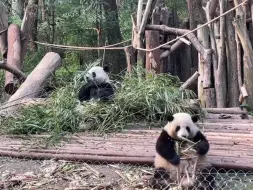 Скачать видео: 花花打喷嚏 把和叶吓一跳