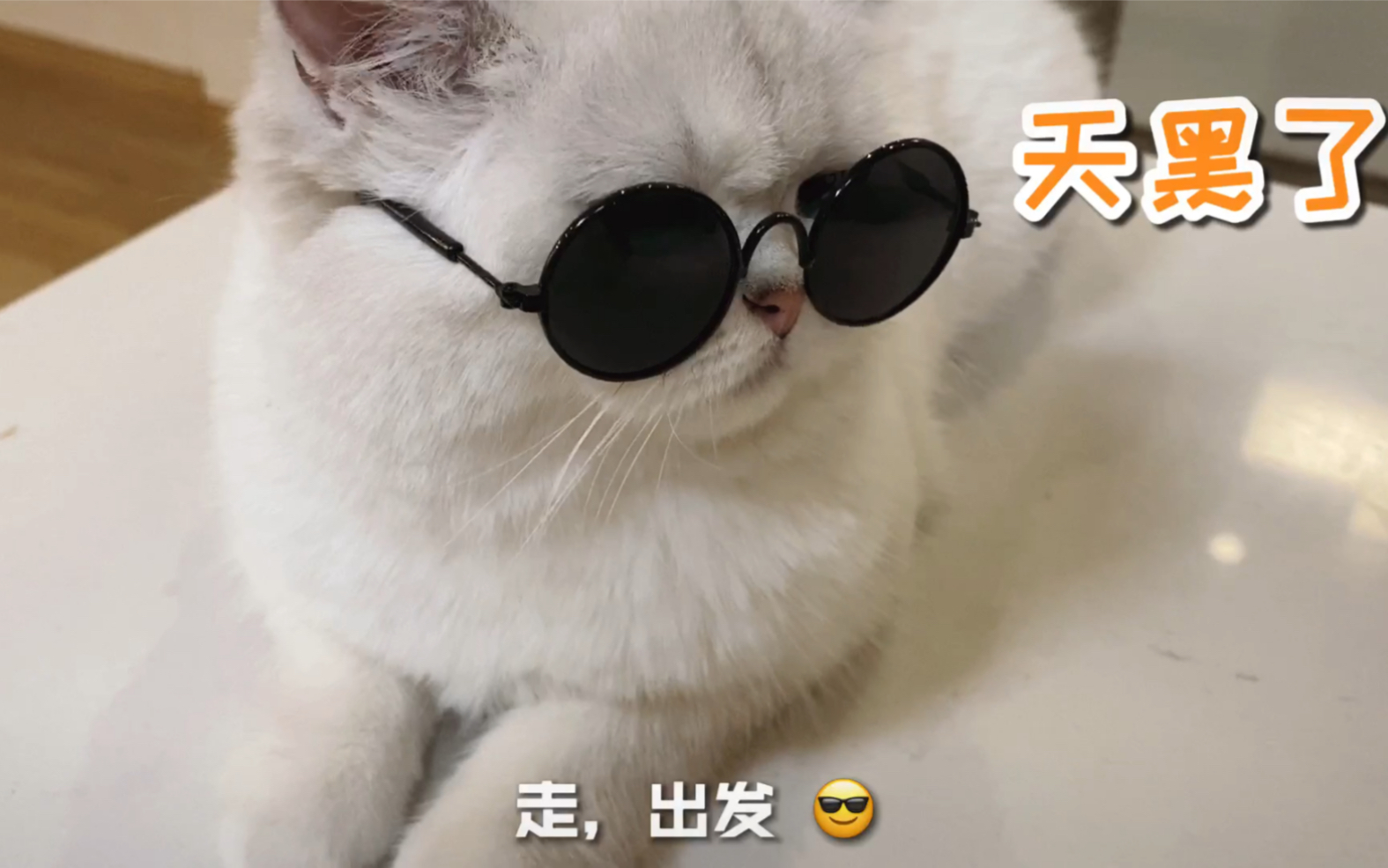 炎炎夏日晚晚也戴墨镜出门了