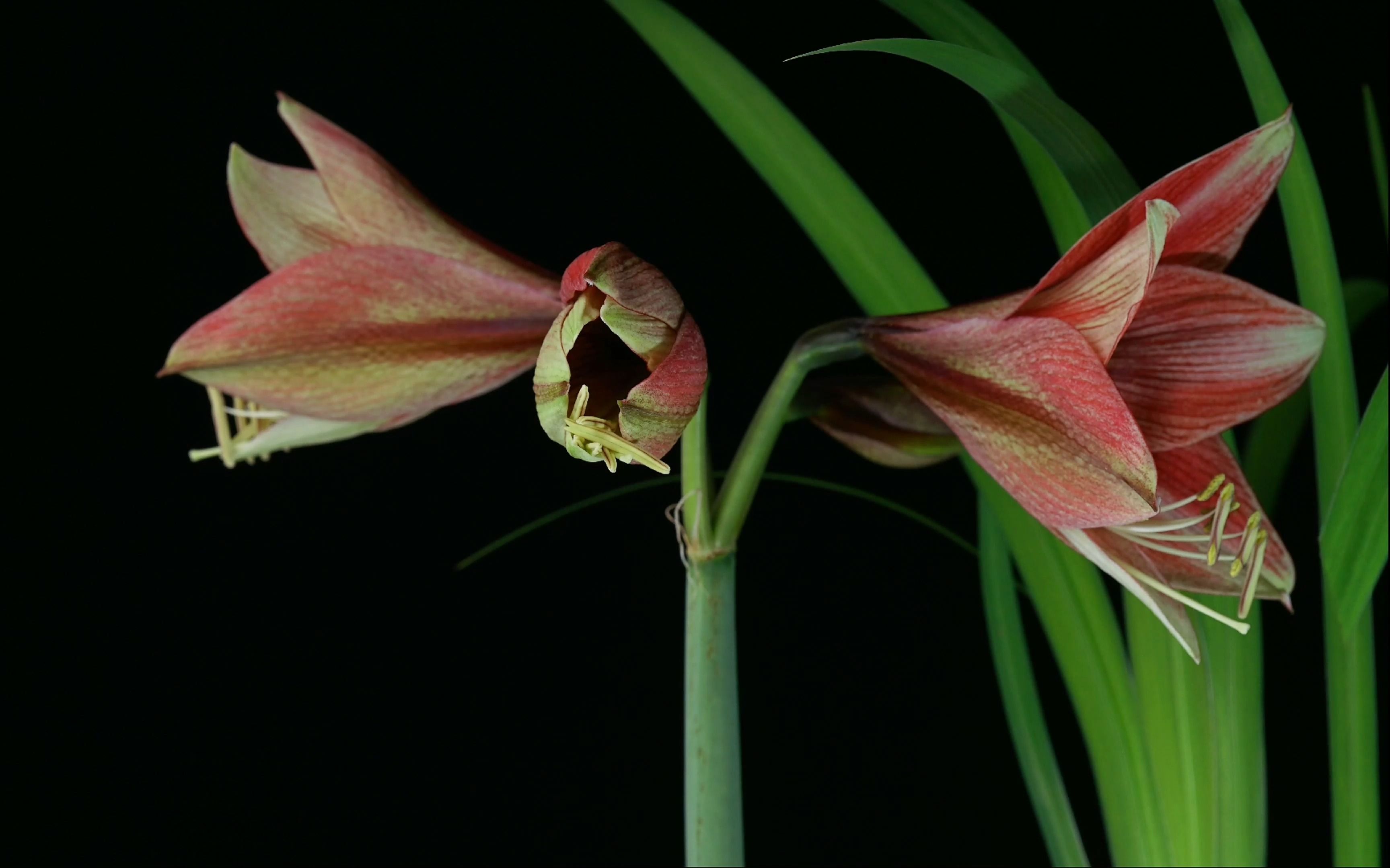 【原创】【延时摄影】每天来看一朵花开/朱顶红2023年合辑