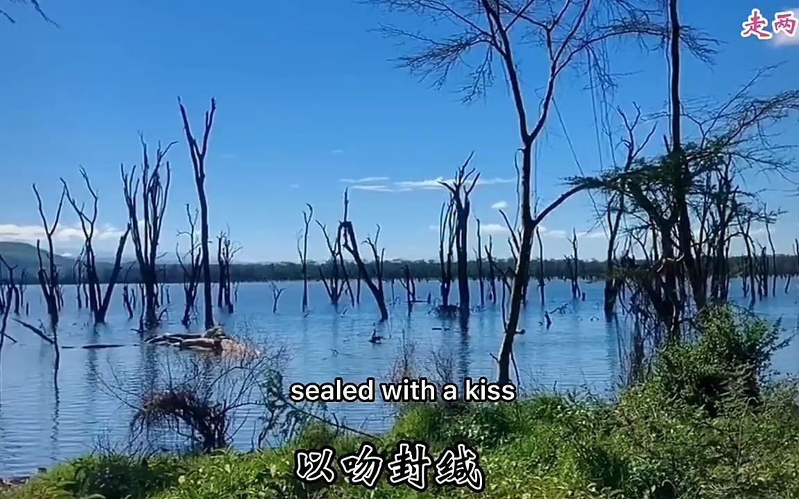 比利時國寶級空靈,天籟歌手:丹娜·雲妮《sealed with a kiss》