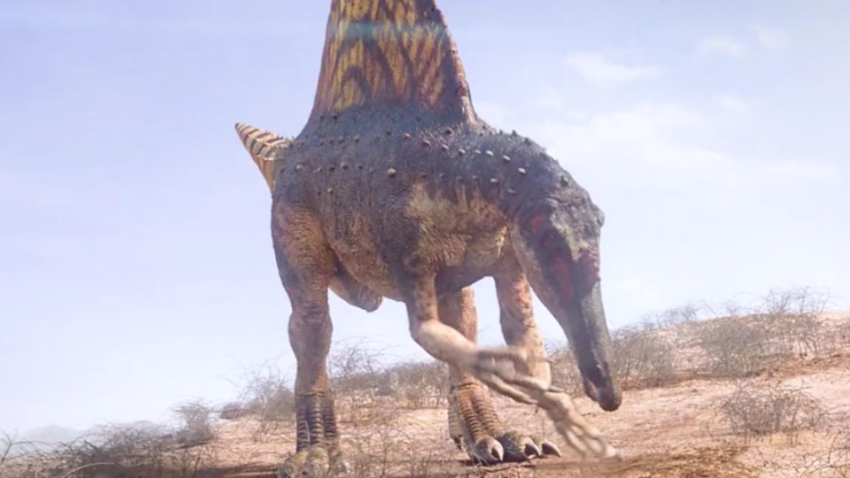 棘龙与鲨齿龙争夺食物?