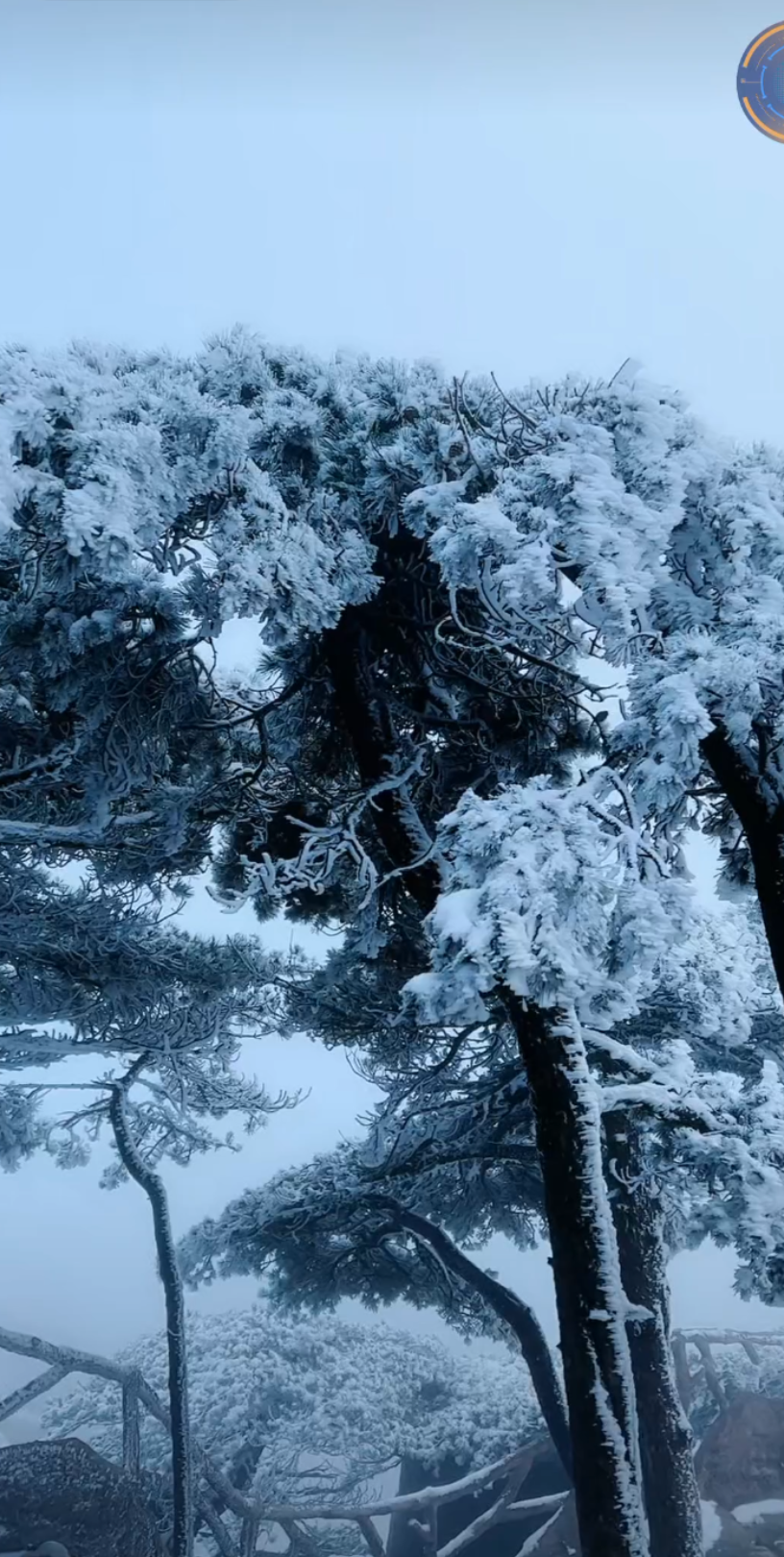 [图]风雪黄山松