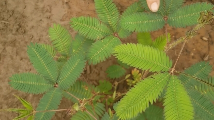 [图]神奇的含羞草和可爱的你