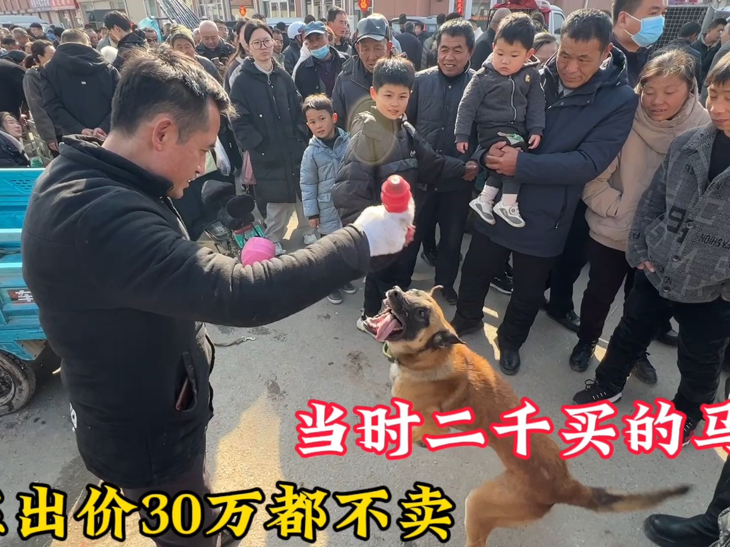 大哥2000块钱买的马犬,现如今有人"出价30万"都不卖,不差钱!