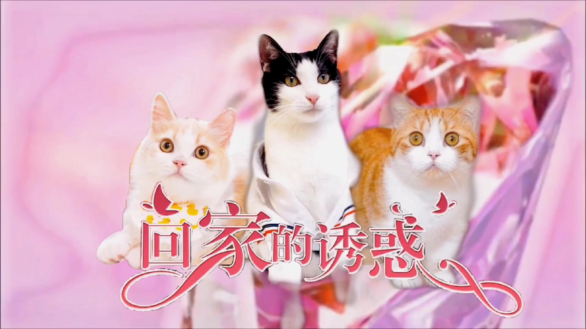 花花与三猫catlivex回家的诱惑猪皮x中分x年糕
