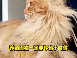 Video herunterladen: 养缅因猫一些定要珍惜小时候！