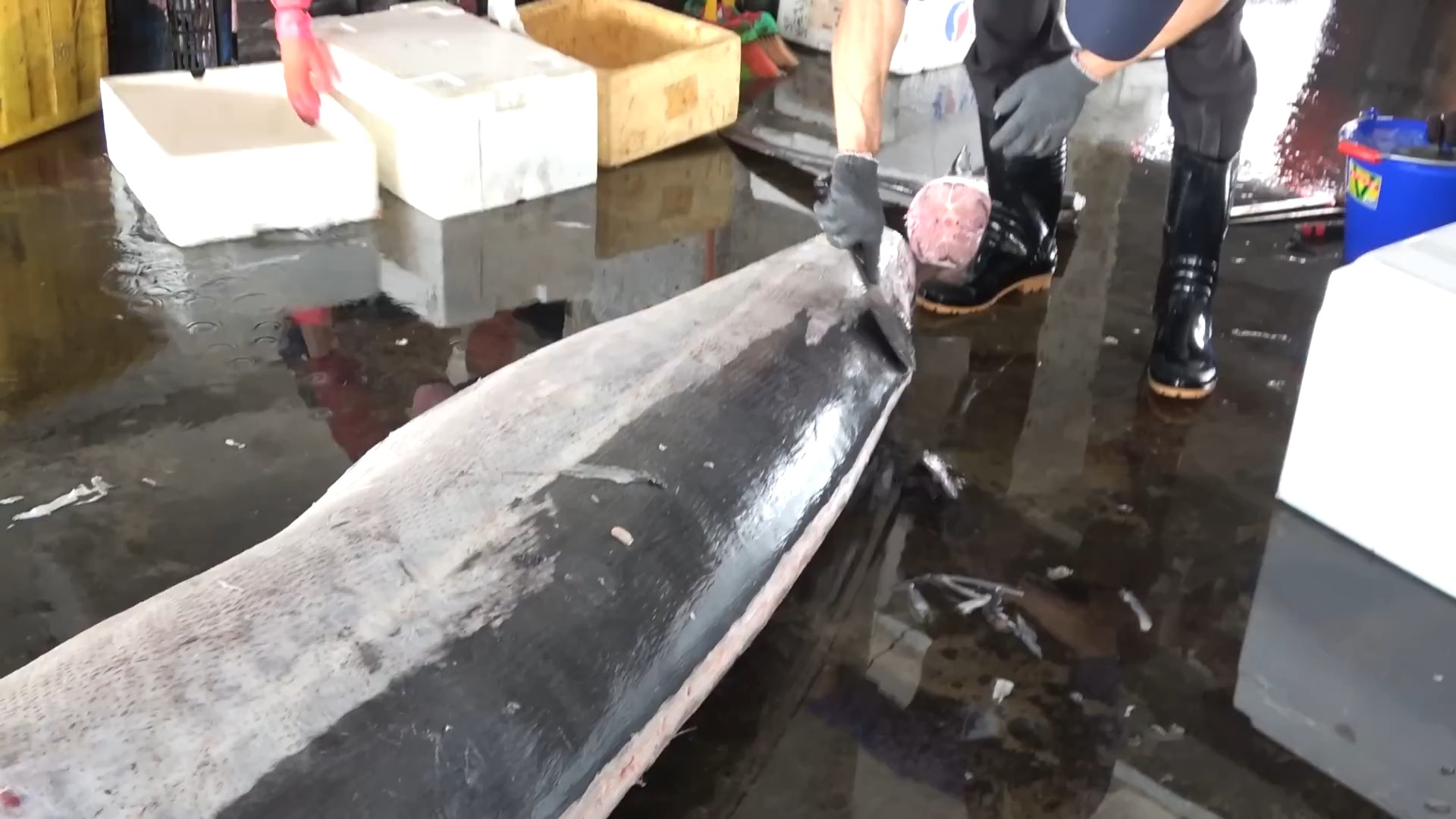 怪物鱼-500公斤巨型剑鱼切割技巧