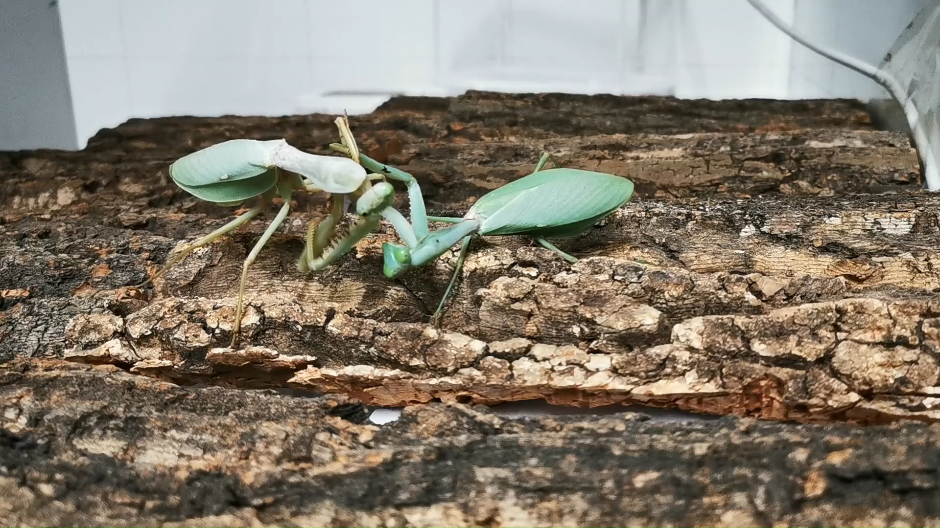 当代最强螳螂vs历代最强螳螂,至高战绩铭刻广东