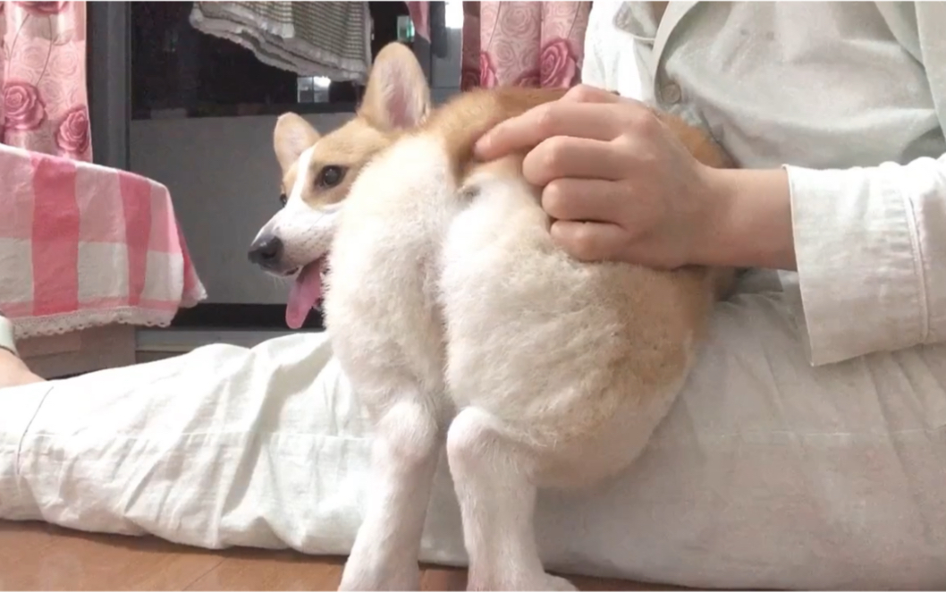 圆滚滚的柯基屁股啊,还有谁说不想撸她?柯基放屁到底有多臭!