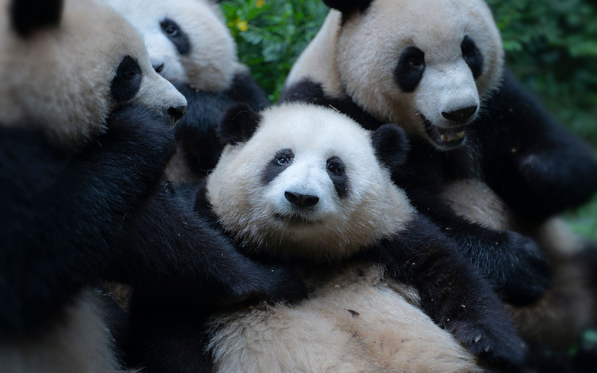 【大熊猫和花】和花的气场!