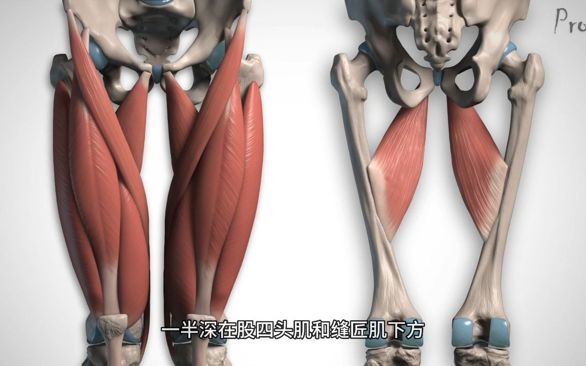 [图]【艺用人体解剖】Proko（全集中字）5-5.2:大腿内侧肌肉-解剖与运动