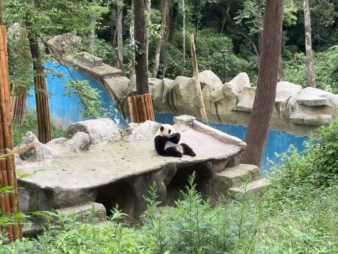 碧峰峡环境太棒了,说是圈养大熊猫的理想家园不为过吧!哔哩哔哩bilibili