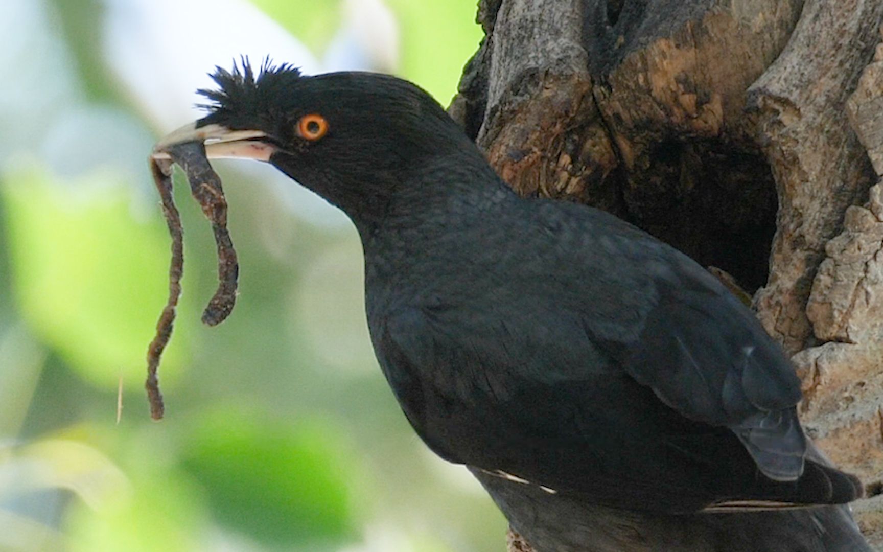 八哥夫妻轮流捕食喂幼鸟,虫子太大吃不下