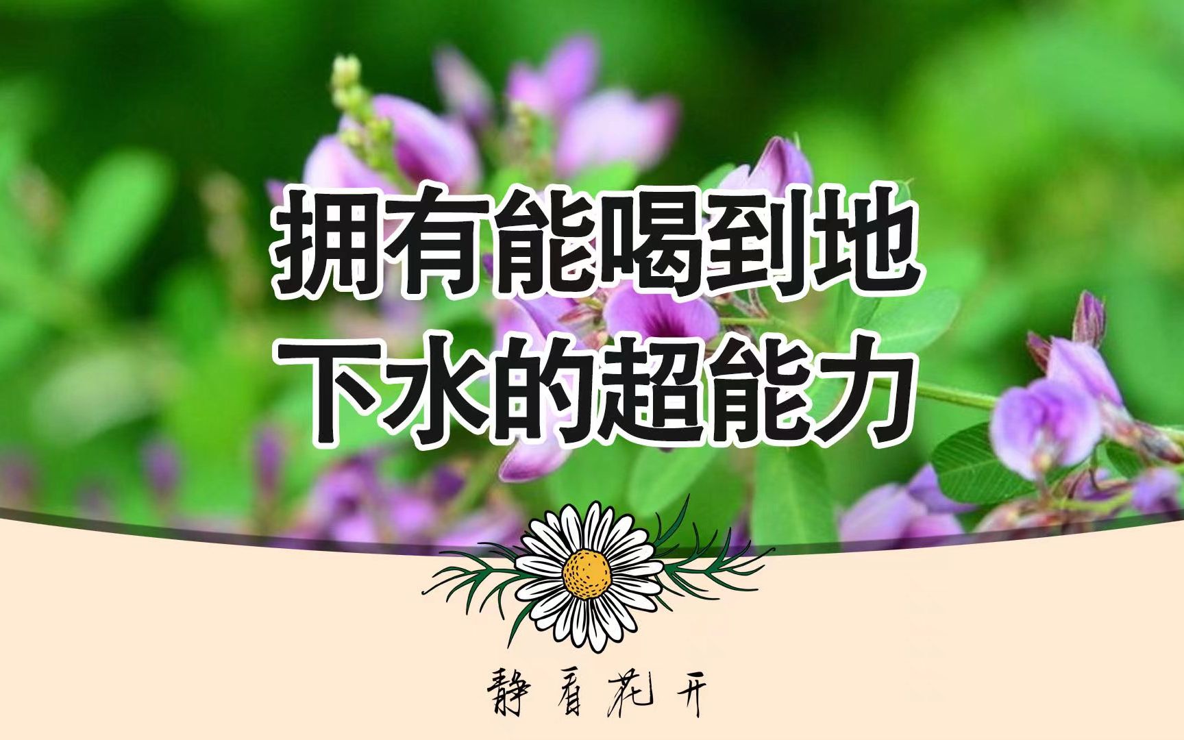 紫花苜蓿——拥有能喝到地下水的超能力哔哩哔哩bilibili