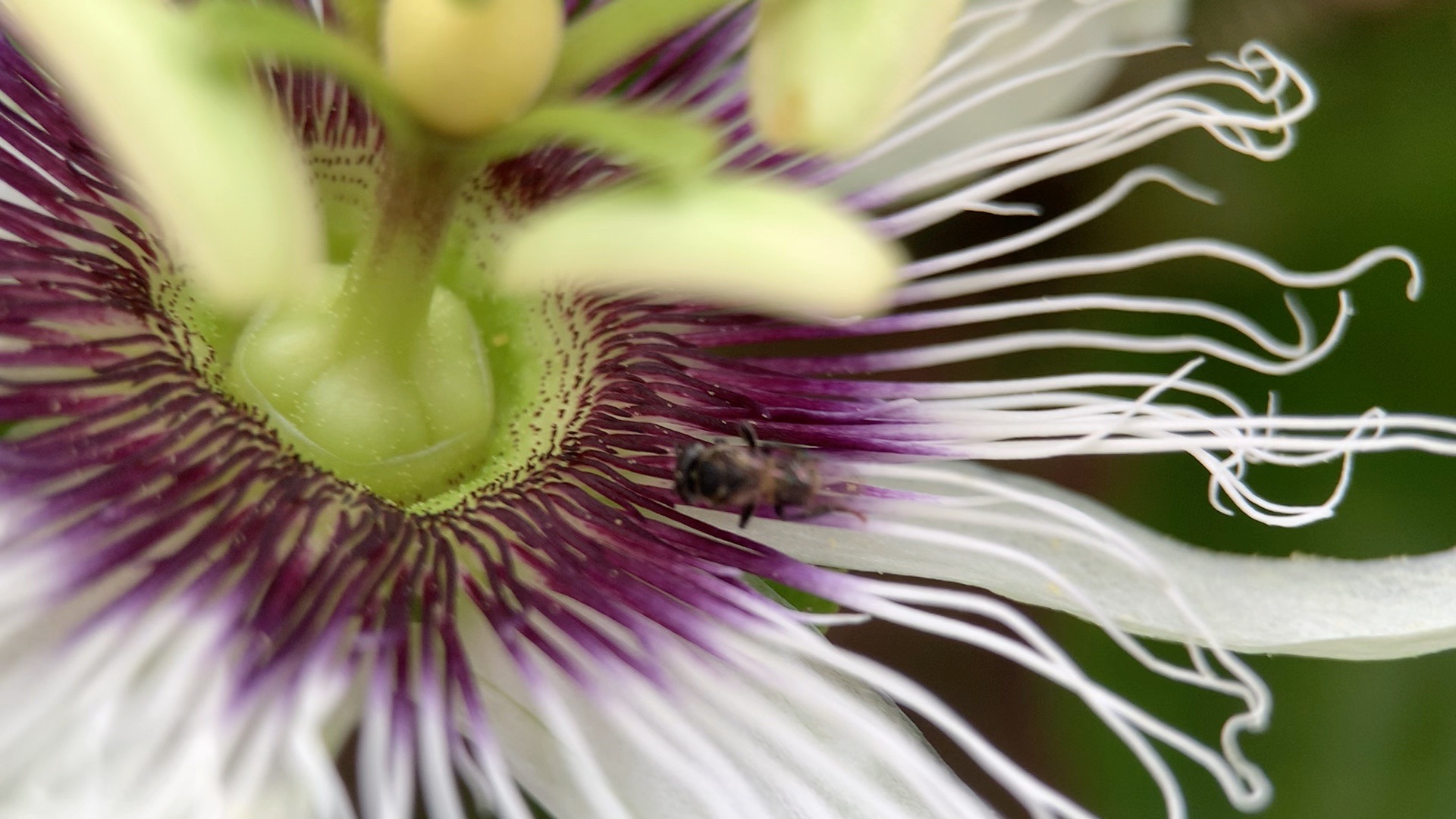 黄纹无刺蜂采集百香果花蜜