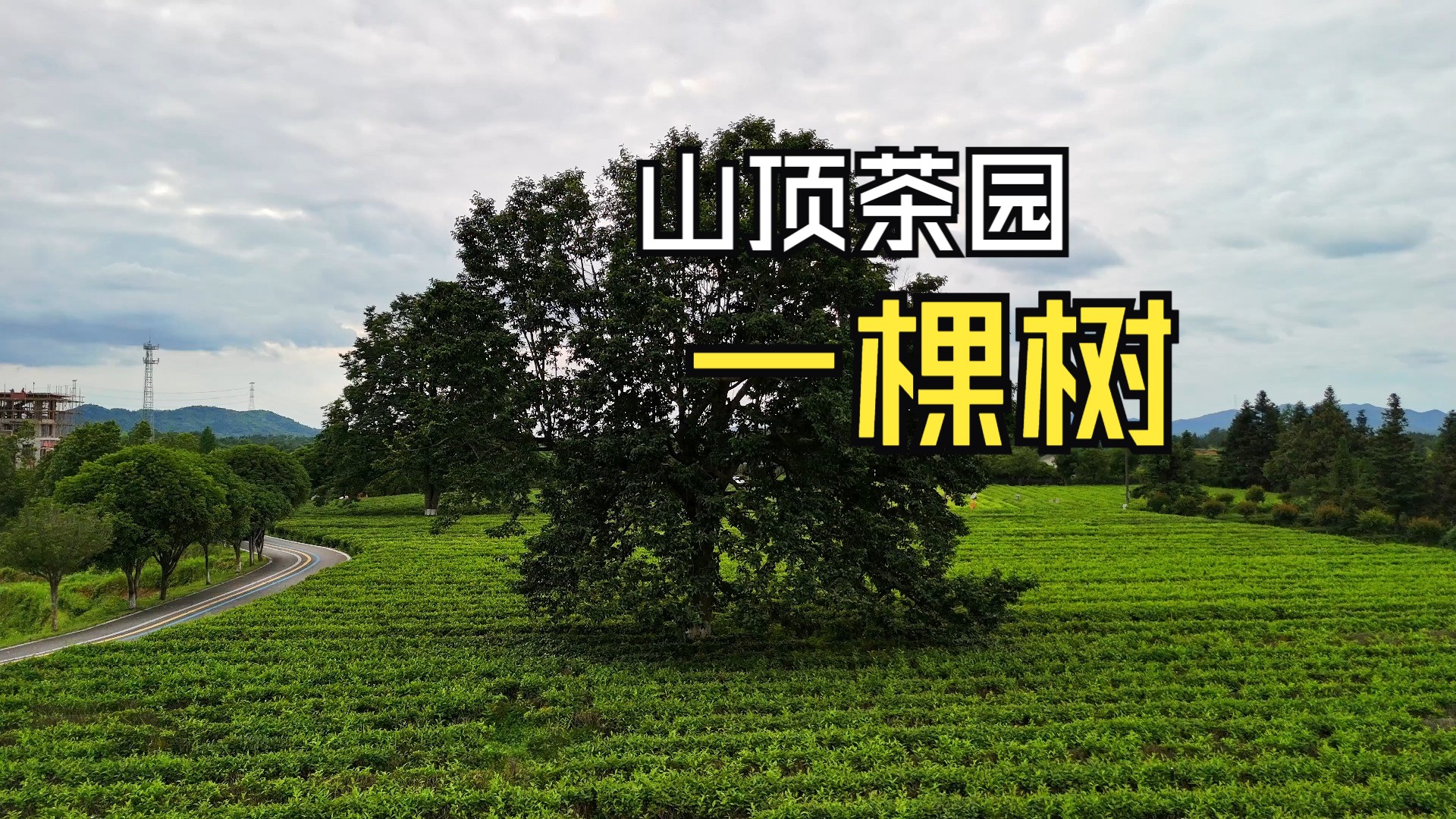 长沙金井茶园顶上,看大树,山的那边都是云