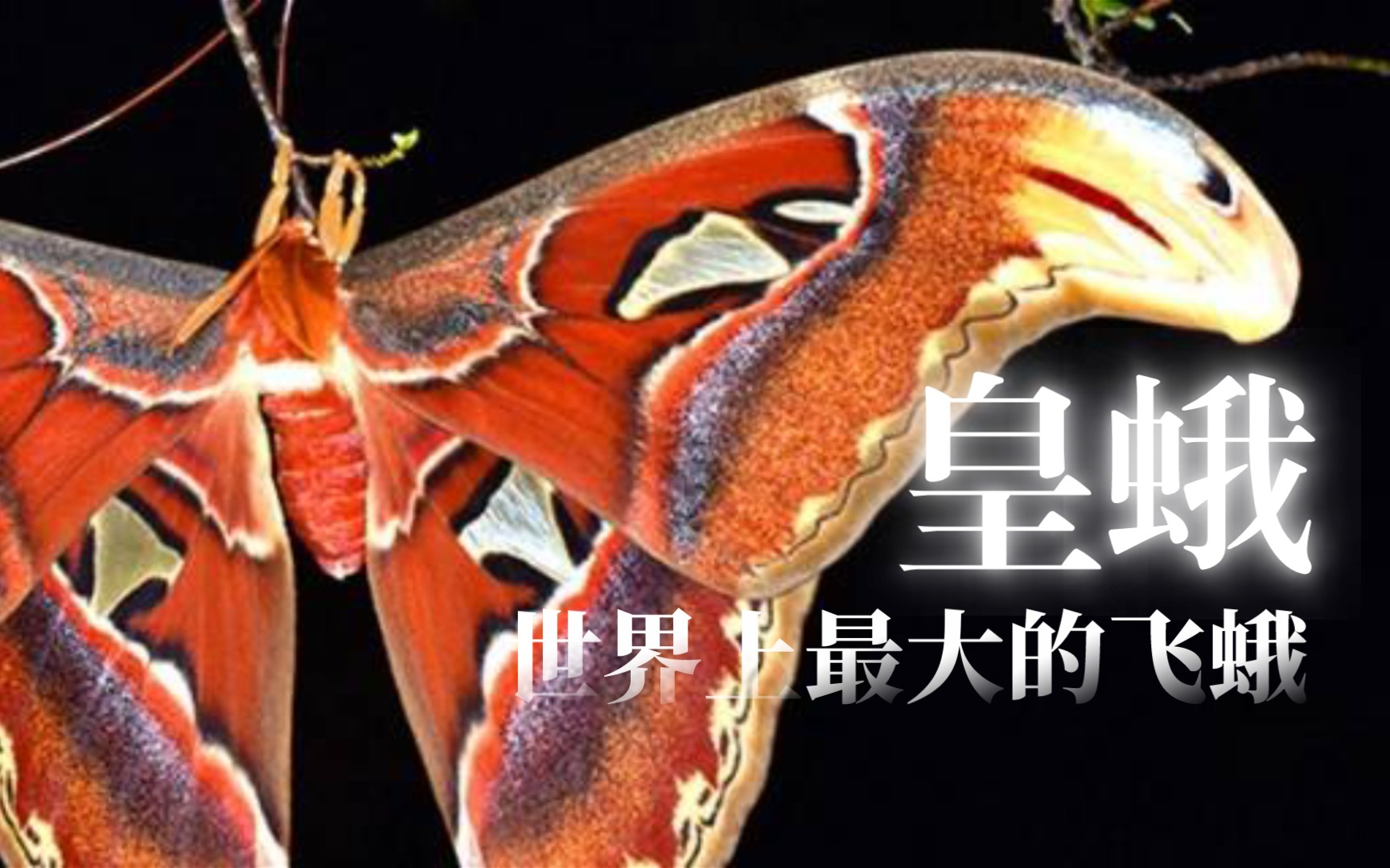 [图]乌桕大蚕蛾---“Atlas moth”［皇蛾］