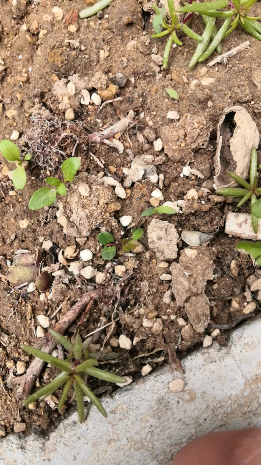 发芽的含羞草,可惜后来晒死了