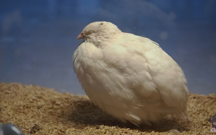 【宠物日常】白沙维鹌鹑日常可爱记录
