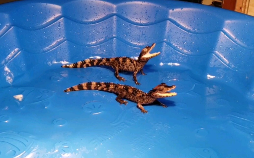 侏儒凯门鳄幼崽打斗_哔哩哔哩_bilibili